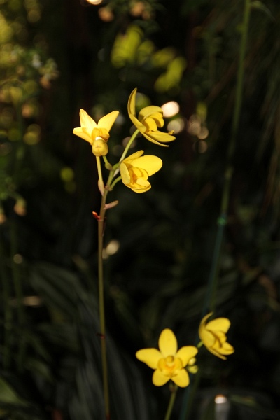 Phalaenopsis   063.jpg